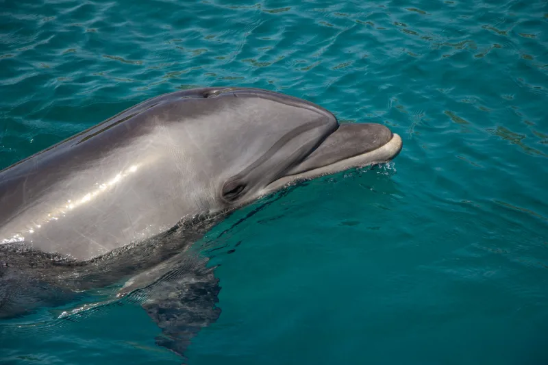 Delfinschwimmen Hurghada Photo 4